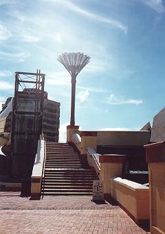 Nikau Palm in the Civic Square